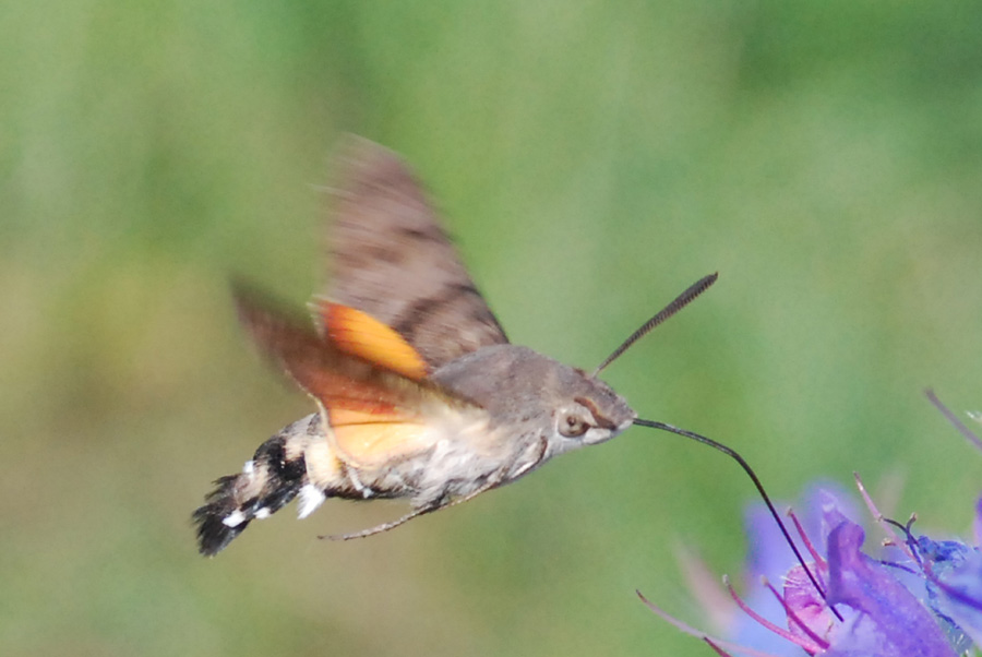 macroglossa stellatarum?? - S�